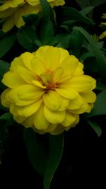 Close-up of yellow flowers