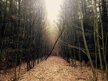 Bamboo trees in forest against sky