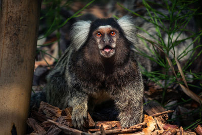 Portrait of marmoset monkey sitting on rock