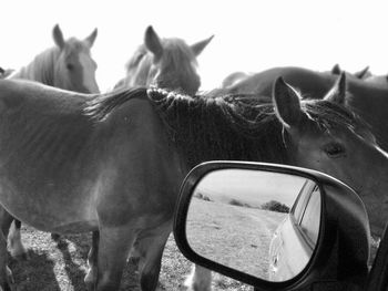 Horses in the field