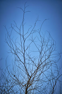 Low angle view of silhouette bare tree against clear blue sky