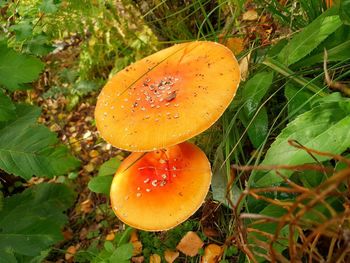 High angle view of orange mushroom growing on field