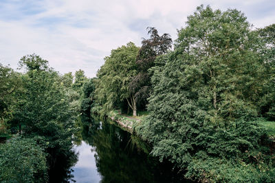 Plants by trees against sky