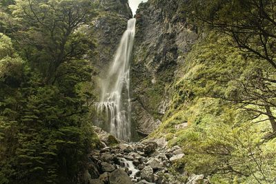 Scenic view of waterfall in forest, the devil's punchbowl waterfall at arthur's pass