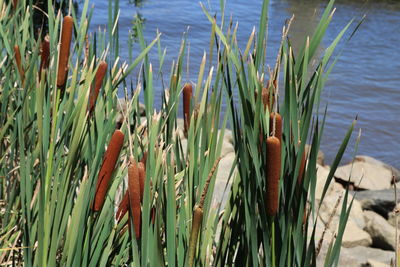 Close-up of grass in water