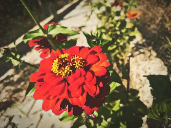 High angle view of red flowers blooming outdoors