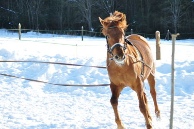 Horse on snow covered field