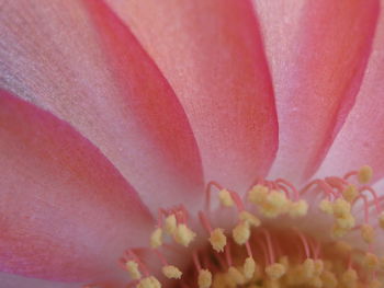 Macro shot of pink flower