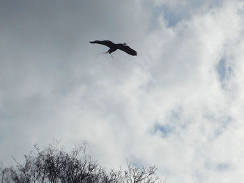 Low angle view of bird flying against cloudy sky