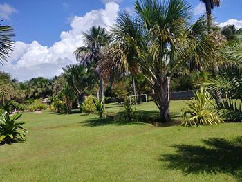 Palm trees in park against sky