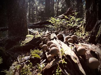 Close-up of mushrooms growing on tree trunk