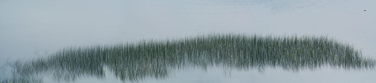 Grass growing on field by lake