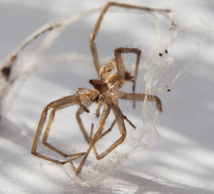 Close-up of spider