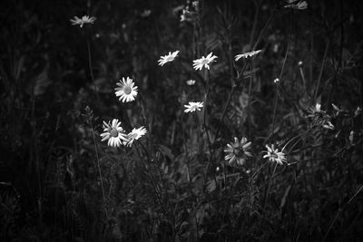 Close-up of white flowering plants on land