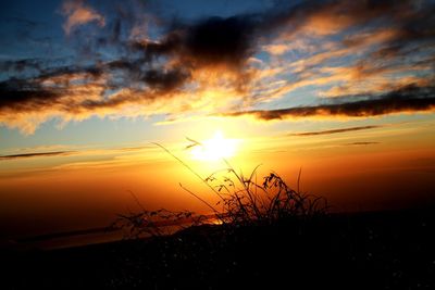 Silhouette plants against sky during sunset