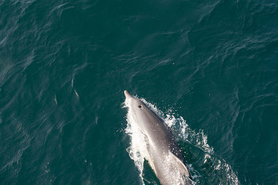 High angle view of fish in sea