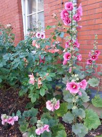 Close-up of pink flowers growing on window