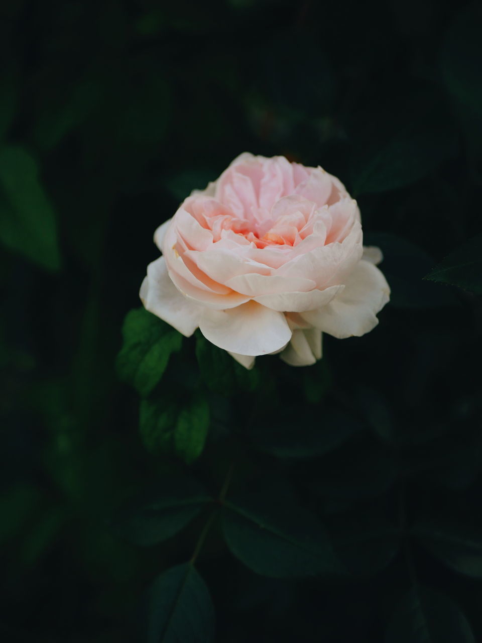 CLOSE-UP OF ROSE BUD