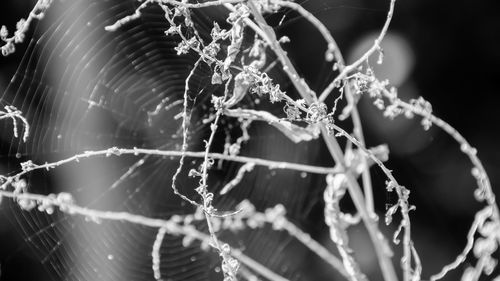 Close-up of spider web on plant
