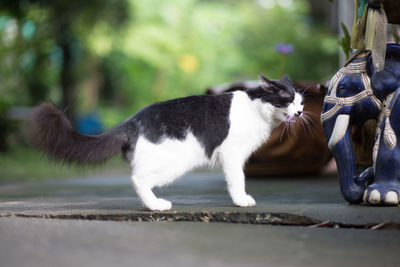 Close-up of cat