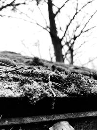 Close-up of bare tree during winter