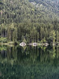 Scenic view of lake in forest