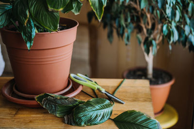 Houseplants diseases. indoor plants diseases disorders identification and treatment, houseplants