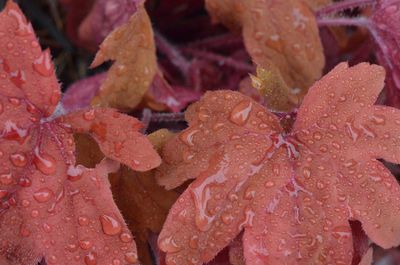 Full frame shot of wet pink leaves during rainy season