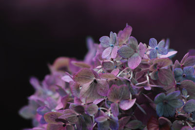 Close-up of pink flowers blooming outdoors