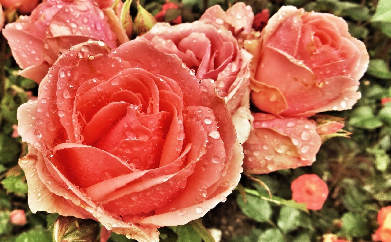 flower, petal, freshness, drop, flower head, fragility, wet, rose - flower, close-up, water, beauty in nature, growth, blooming, dew, focus on foreground, nature, single flower, plant, in bloom, raindrop