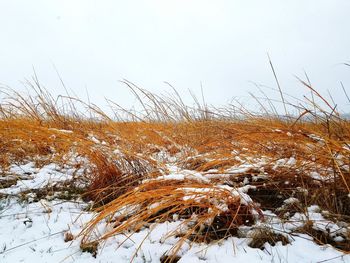 Close-up of snow on field against sky