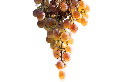 Close-up of flowering plant against white background