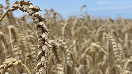 Close-up of stalks in field against sky