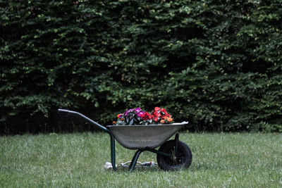 Flowers in lawn