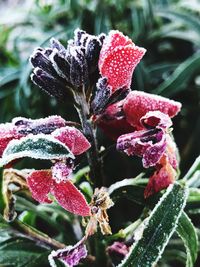 Close-up of frozen plant