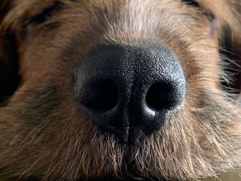 Close-up portrait of a horse