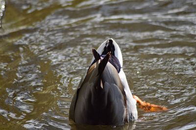 Mallard duck diving