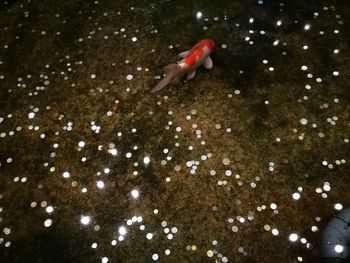 Man swimming in sea