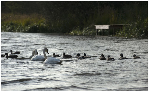Ducks swimming in lake