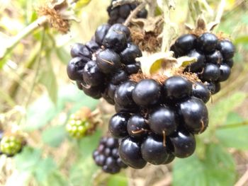 Close-up of blackberries growing on plant