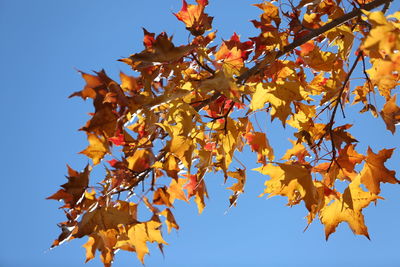 Low angle view of maple leaves against clear sky