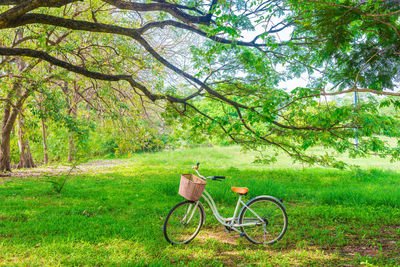 Bicycle in forest