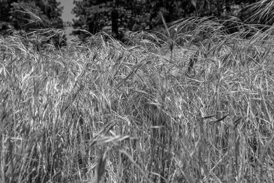 Close-up of wheat field