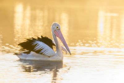 Pelican swimming on the murray river 