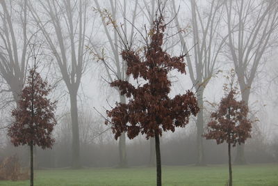 Trees in forest during winter