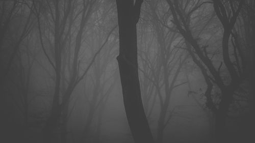 Silhouette of bare trees in foggy weather