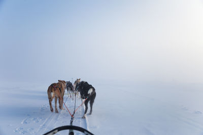 A beautiful husky dog team pulling a sled in beautiful norway morning scenery. 