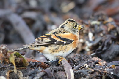 Close-up of bird perching on rock