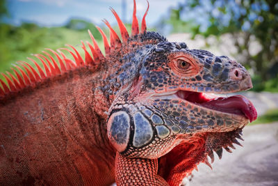 Close-up of a lizard