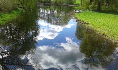 Reflection of trees in calm lake